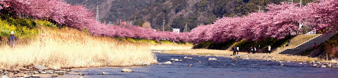 伊豆今井浜の桜